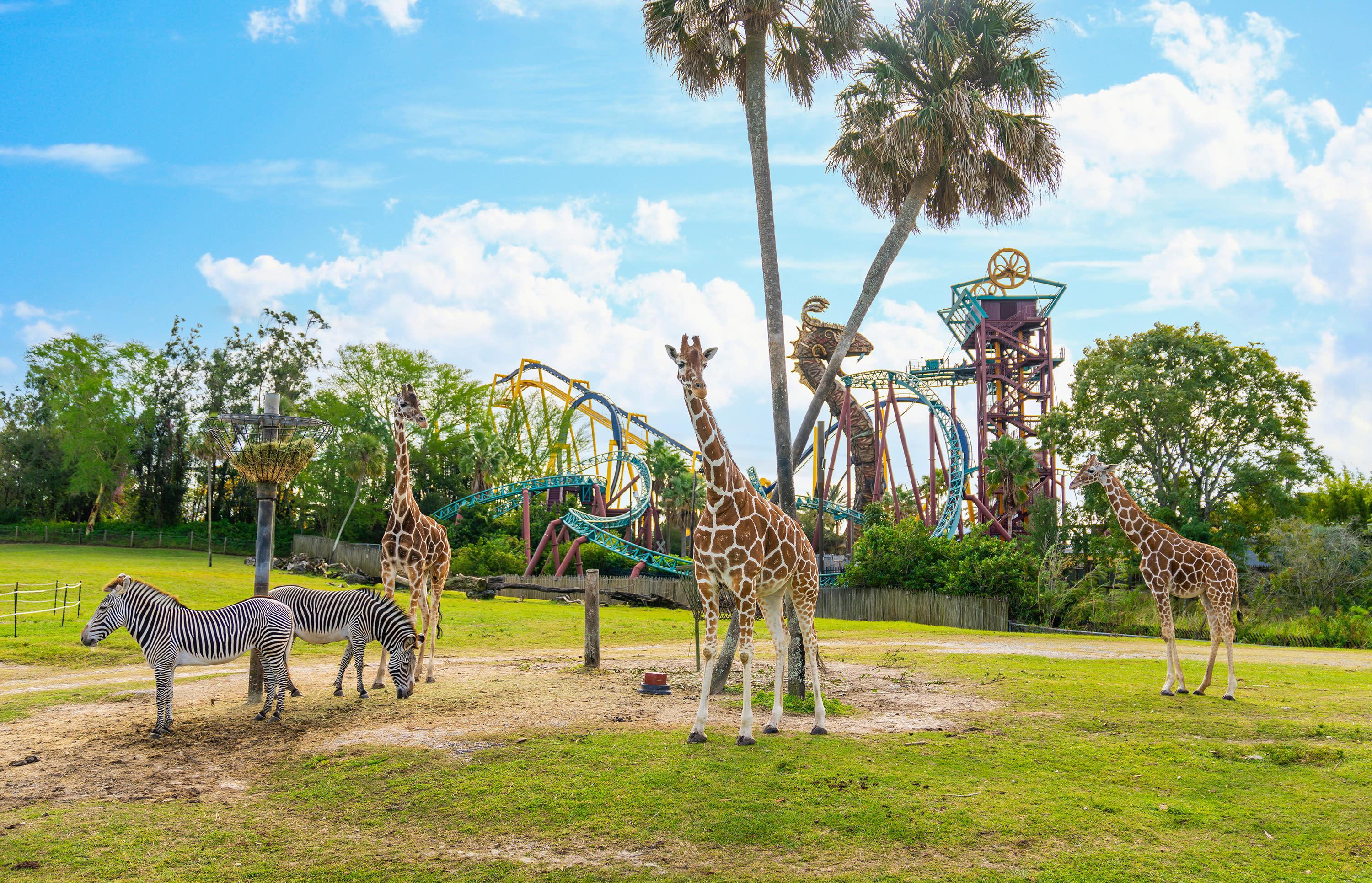 Imagen de Busch Gardens Tampa